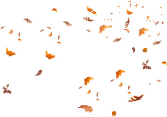 falling autumn leaves, flying dry foliage rain, orange gold maple leaf, isolated white background, png cutout, seasonal nature decor, realistic forest elements, fall © MuhammadRahim