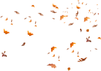 vector illustration of leaves  . autumn leaves isolated on white. autumn leaves border. Falling  Maple Leaves PNG , Flying Leaves, Leaves PNG. Autumn leaves png 