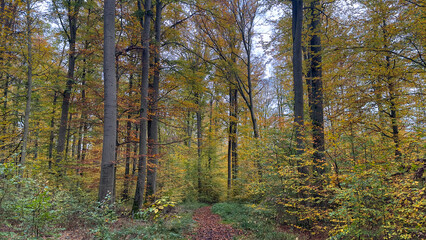 Blick durch Bäume in einem Herbstwald