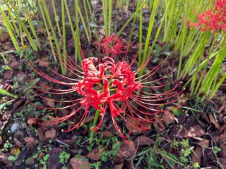 Fototapeta premium Lycoris squamigera