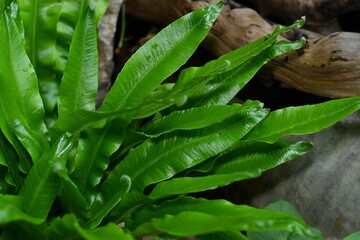 Wyjątkowo piękna paproć o pełnych, soczysto zielonych liściach. Języcznik zwyczajny (Phyllitis scolopendrium)