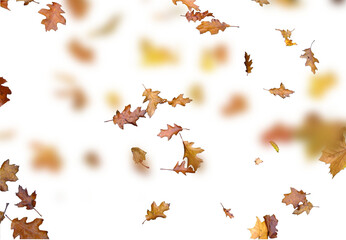 autumn leaves on the ground. yellow leaves. autumn leaves isolated on white. autumn leaves border....