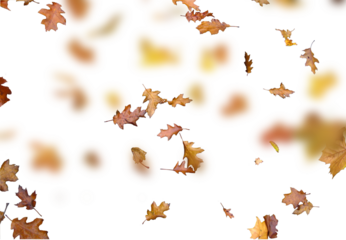 PNG isolated on white, falling autumn leaves, brown oak foliage, wind blowing dry orange leaf overlay, autumn nature background, floating forest leaves, fall decor