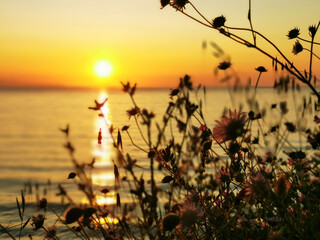 Sonnenuntergang 7th Heaven mit Blumen 2