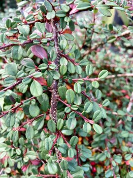 red and green cotoneaster plant 