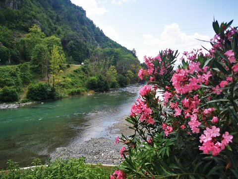Blumen am Aoos Fluss in Konitsa