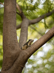 A little squirrel perched on a large branch with green leave background.