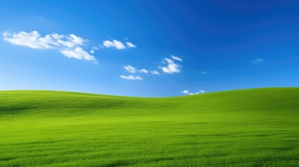 Fototapeta premium Fresh green grass lawn with blue sky.