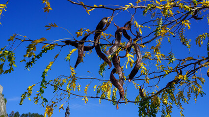 Blätter und Hülsenfrüchte der Gleditschie (Lederhülsenbaum) im Herbst