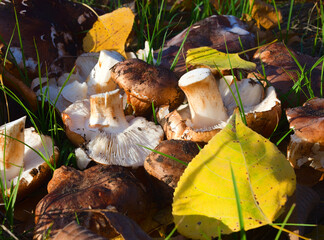 Tricholoma populinum mushrooms on the grass and on yellow leaves.