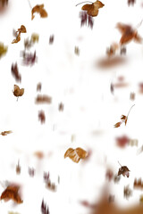 yellow leaves. autumn leaves isolated on white. autumn leaves border. Falling  Maple Leaves PNG ,...