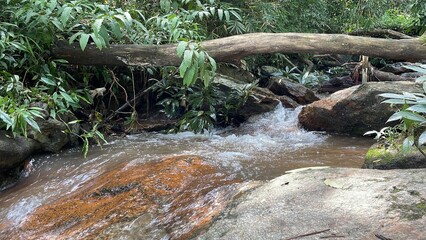 stream flowing into the forest