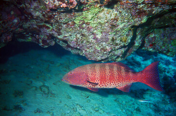 Leopard coral grouper (Plectropomus leopardus), also known as the common coral trout, leopard coral trout, blue-dotted coral grouper, or spotted coral grouper, Red Sea, Egypt.