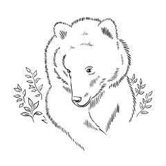Bear sketch. Forest predator. Symbol and sign. Animal in the wild. Vector black and white illustration. Hand drawn ink line