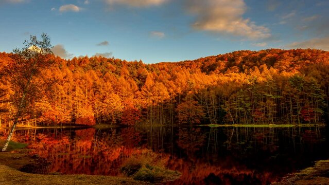 秋の紅葉で赤く染まる御射鹿池_画角固定