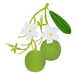Branch with flowers and pong pong othalanga Cerbera odollam fruit on white background. © zxczxc80
