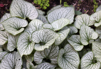 Heartleaf brunnera, Siberian bugloss,  Brunnera macrophylla Jack Frost  in garden