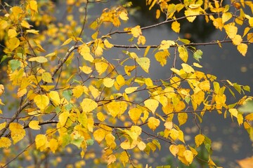 Drobne żółte liście