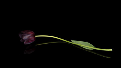 Single dark red aka black tulip, with reflection.