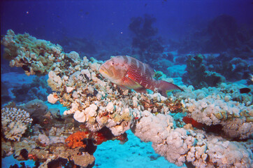 Fototapeta na wymiar Leopard coral grouper (Plectropomus leopardus), also known as the common coral trout, leopard coral trout, blue-dotted coral grouper, or spotted coral grouper, Red Sea, Egypt.