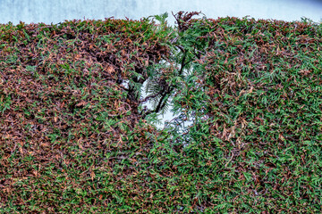 Schäden an einer Thujahecke