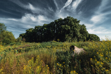 landscape with a tree