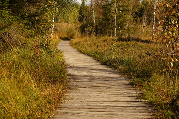 Holzsteg Holzweg zwischen herbstgrünem Gras und Wald