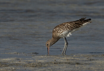 Eurasian curlew feeding at Busaiteen coast, Bahrain