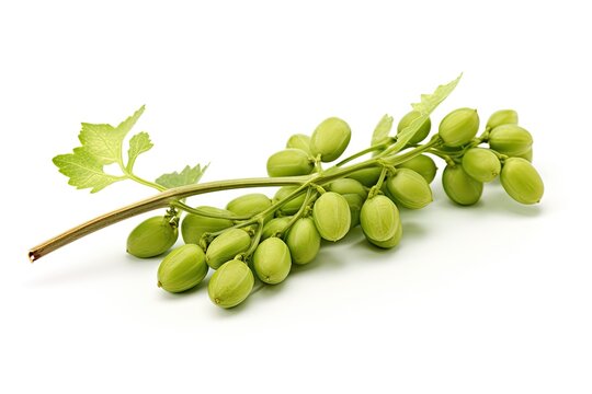 Isolated green chickpea hanging on branch white background