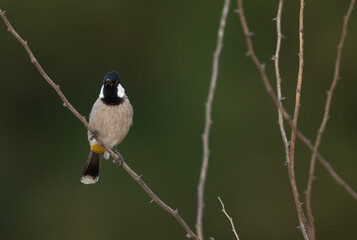 White-cheeked bulbul in its habitat at Jasra, Bahrain