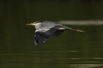 Grey Heron in flight at Tubli bay, Bahrain