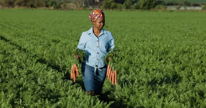 Slow motion. Black African female farmer walking holding bunches of freshly picked carrots in a field.   