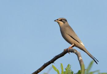 Grey Hypocolius perched on acacia tree in the morning hours, Bahrain