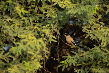 Grey Hypocolius in its habitat at Jasra, Bahrain