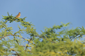 House sparrow at perched on acacia tree at Jasra, Bahrain