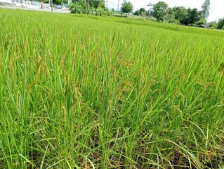 green rice field