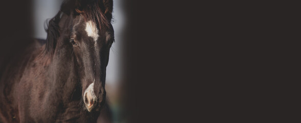 Head, portrait of a beautiful black horse on a dark stable background. Banner with place for text....