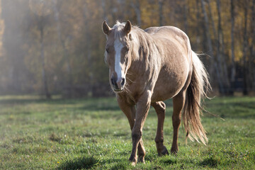 palomino, American Quarter Horse in an autumn meadow against the background of the forest