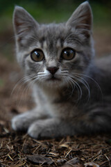 The kitten sitting on the ground is looking forward.