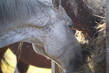 Horses eat hay up close. Hay dust allergen. Horse allergy concept. Horse health
​