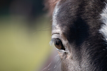 Eye of a beautiful black horse on a green background, space for text