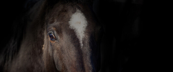 Black horse head close up on black background. Banner with space for text. Equestrian, hobby, sport...