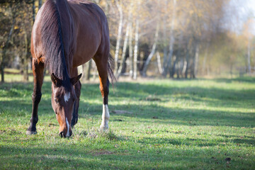 silhouette of a brown horse on an autumn meadow, eating grass