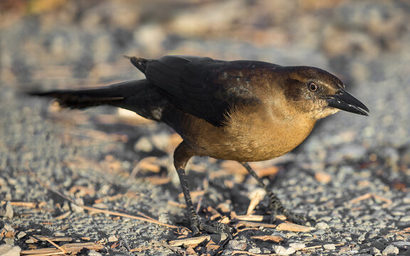 Great-tailed Grackle, female, foraging on the ground. Lake Elizabeth, Alameda County, California.
