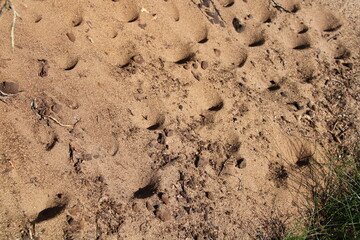 Antlion funnels | Found in a nature reserve, close to the city of Cuxhaven