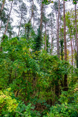 Frühherbstlicher Wald