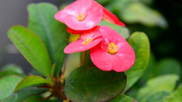 Red Euphorbia milii or Crown of thorns,Christ flowers in the garden.It is a flowering plants native to Madagascar. Selective focus.