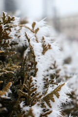 frost on the branches of a tree