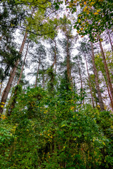 Fototapeta premium Frühherbstlicher Wald