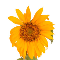 Beautiful bright sunflowers bouquet close-up, isolated